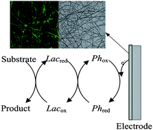 Graphical abstract: In situ encapsulation of laccase in nanofibers by electrospinning for development of enzyme biosensors for chlorophenol monitoring