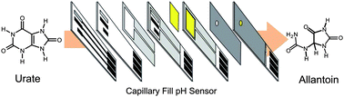 Graphical abstract: A disposable sensor for point of care wound pH monitoring