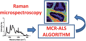 Graphical abstract: High contrast images of uterine tissue derived using Raman microspectroscopy with the empty modelling approach of multivariate curve resolution-alternating least squares