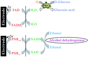 Graphical abstract: Electrocatalytic reaction of hydrogen peroxide and NADH based on poly(neutral red) and FAD hybrid film