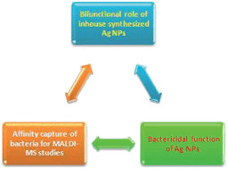 Graphical abstract: The bifunctional role of Ag nanoparticles on bacteria—a MALDI-MS perspective