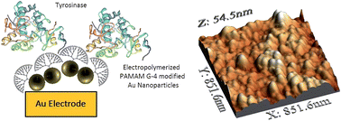 Graphical abstract: Electropolymerized network of polyamidoamine dendron-coated gold nanoparticles as novel nanostructured electrode surface for biosensor construction