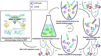 Graphical abstract: Selection of PCB binding phages as potential biorecognition elements for food and environmental monitoring