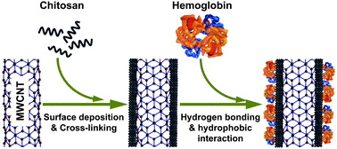 Graphical abstract: Chitosan/carbon nanotube composites for the isolation of hemoglobin in the presence of abundant proteins