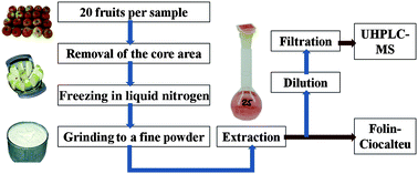 Graphical abstract: Rapid high performance screening method using UHPLC-MS to quantify 12 polyphenol compounds in fresh apples