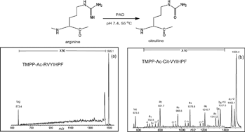 Graphical abstract: Enzymatic conversion of arginine to citrulline for improving fragmentation of Nα-tris(2,4,6-trimethoxyphenyl)phosphonium-acetylated peptides by tandem mass spectrometry