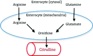 Graphical abstract: Development of high-throughput HILIC-MS/MS methodology for plasma citrulline determination in multiple species
