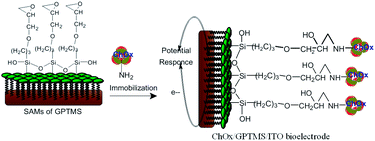 Graphical abstract: Biocompatible self-assembled monolayer platform based on (3-glycidoxypropyl)trimethoxysilane for total cholesterol estimation