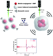 Graphical abstract: Strong size-dependent photoacoustic effect on gold nanoparticles: a sensitive tool for aggregation-based colorimetric protein detection