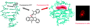 Graphical abstract: Benzothiazole-substituted benzofuroquinolinium dye: a selective switch-on fluorescent probe for G-quadruplex