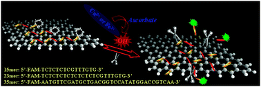 Graphical abstract: Controllable oxidative DNA cleavage-dependent regulation of graphene/DNA interaction