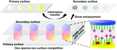 Graphical abstract: Competition-based transfer of carbohydrate expression information from a cell-adhered surface to a secondary surface