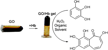Graphical abstract: A graphene oxide/hemoglobin composite hydrogel for enzymatic catalysis in organic solvents