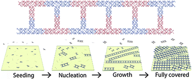 Graphical abstract: Growth and restoration of a T-tile-based 1D DNA nanotrack