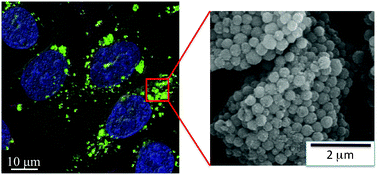Graphical abstract: Biocompatible, surface functionalized mesoporous titania nanoparticles for intracellular imaging and anticancer drug delivery