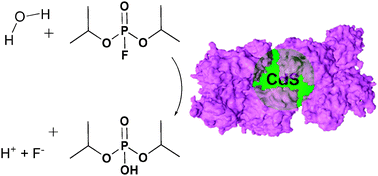 Graphical abstract: Organophosphorus acid anhydrolase bio-template for the synthesis of CdS quantum dots
