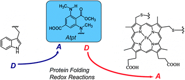 Graphical abstract: A small fluorophore reporter of protein conformation and redox state