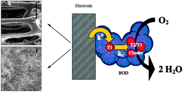 Graphical abstract: A novel enzymatic bioelectrode system combining a redox hydrogel with a carbon NanoWeb