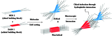 Graphical abstract: Chiral induction by helical neighbour: spectroscopic visualization of macroscopic-interaction among self-sorted donor and acceptor π-stacks