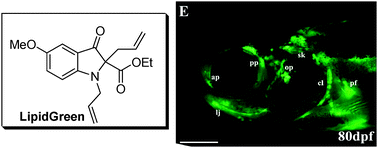 Graphical abstract: Synthesis of a new fluorescent small molecule probe and its use for in vivolipid imaging