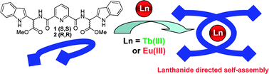 Graphical abstract: Lanthanide directed self-assembly formations of Tb(iii) and Eu(iii) luminescent complexes from tryptophan based pyridyl amide ligands