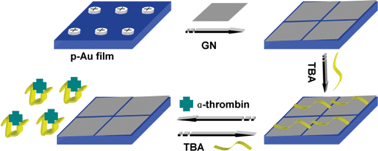 Graphical abstract: Label-free, regenerative and sensitive surface plasmon resonance and electrochemical aptasensors based on graphene