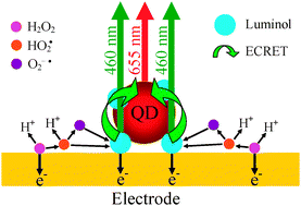Graphical abstract: Electrochemiluminescence resonance energy transfer between an emitter electrochemically generated by luminol as the donor and luminescent quantum dots as the acceptor and its biological application