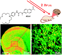 Graphical abstract: A copper(i)-ion selective two-photon fluorescent probe for in vivo imaging