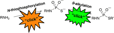 Graphical abstract: Synthesis of thiophosphoramidates in water: Click chemistry for phosphates