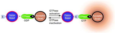Graphical abstract: A luminescent oxygen channeling biosensor that measures small GTPase activation