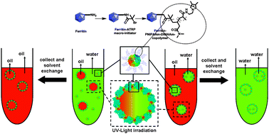 Graphical abstract: Pickering emulsion templated soft capsules by self-assembling cross-linkable ferritin–polymer conjugates
