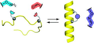 Graphical abstract: Promoting peptide α-helix formation with dynamic covalent oxime side-chain cross-links