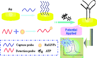 Graphical abstract: Signal-on electrochemiluminescent biosensor for ATP based on the recombination of aptamer chip