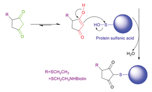 Graphical abstract: Simple synthesis of 1,3-cyclopentanedione derived probes for labelingsulfenic acid proteins