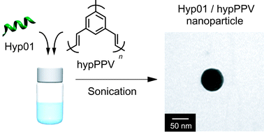 Graphical abstract: Conjugated polymer nanoparticles hybridized with the peptide aptamer