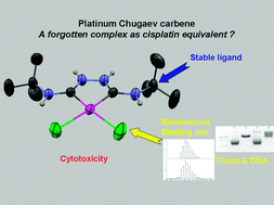 Graphical abstract: A platinum Chugaev carbene complex as a potent anticancer agent