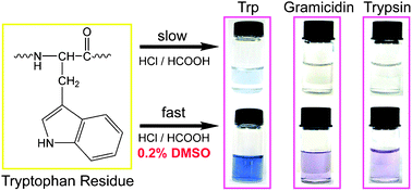 Graphical abstract: A rapid and highly selective colorimetric method for direct detection of tryptophan in proteinsviaDMSO acceleration