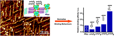Graphical abstract: Determination of relative binding affinities of labeling molecules with amino acids by using scanning tunneling microscopy