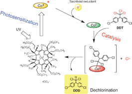 Graphical abstract: Photosensitizing catalysis of the B12 complex without an additional photosensitizer