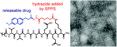 Graphical abstract: Drug release from hydrazone-containing peptide amphiphiles