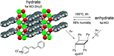 Graphical abstract: Water-assisted assembly of (E)-arylvinylpyridine hydrochlorides: effective substrates for solid-state [2+2] photodimerization