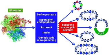 Graphical abstract: Ribosomal synthesis of backbone macrocyclic peptides