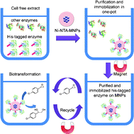 Graphical abstract: Facile fabrication of recyclable and active nanobiocatalyst: purification and immobilization of enzyme in one pot with Ni-NTA functionalized magnetic nanoparticle