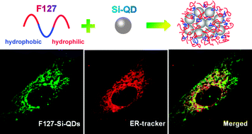 Graphical abstract: Selective labeling of the endoplasmic reticulum in live cells with silicon quantum dots