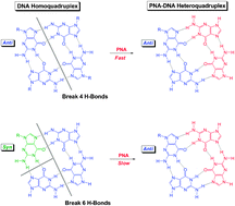 Graphical abstract: Kinetic discrimination in recognition of DNA quadruplex targets by guanine-rich heteroquadruplex-forming PNA probes