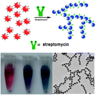 Graphical abstract: Highly sensitive and selective colorimetric visualization of streptomycin in raw milk using Au nanoparticles supramolecular assembly