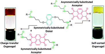 Graphical abstract: A generalized supramolecular strategy for self-sorted assembly between donor and acceptor gelators