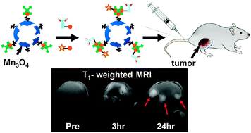 Graphical abstract: Development of target-specific multimodality imaging agent by using hollow manganese oxide nanoparticles as a platform