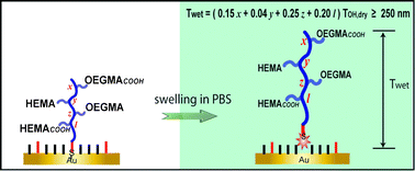 Graphical abstract: Swelling induced Au–S bond breakage is determined by the molecular composition of surface tethered copolymers—carboxylated poly(OEGMA-r-HEMA)