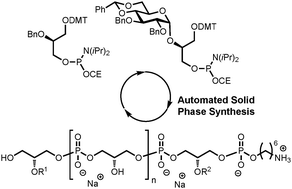Graphical abstract: Automated solid phase synthesis of teichoic acids